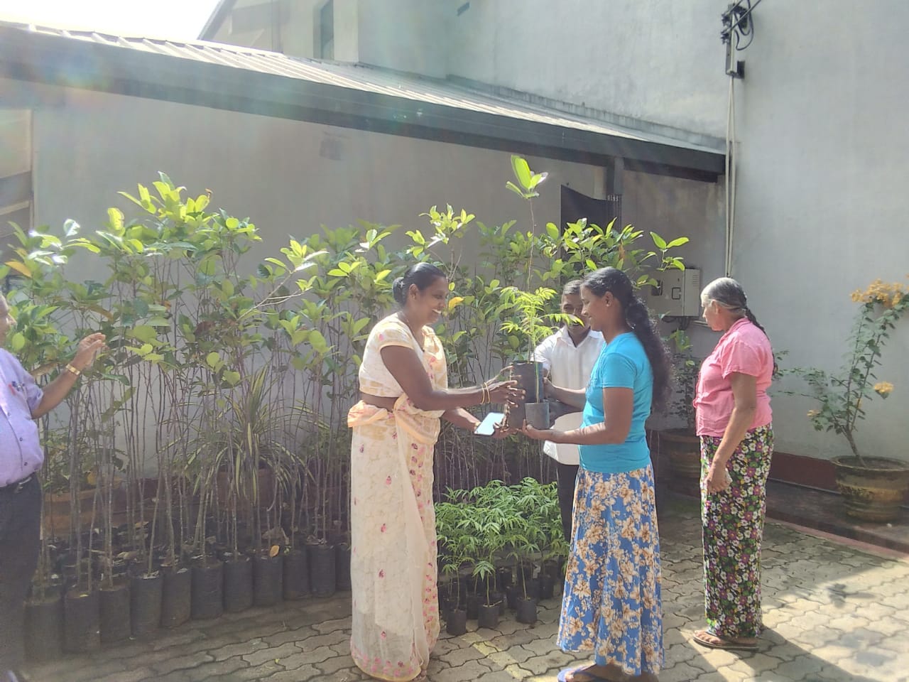 දඹුල්ල ප්‍රාදේශීය සභාව මගින් කොස් පැල බෙදා දීමේ වැඩසටහනක්.