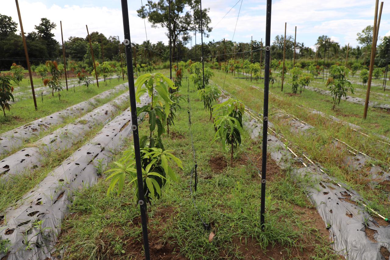 දඹුල්ලේ සාර්ථක කෘෂි ව්යාපෘති කිහිපයක් නිරීක්ෂණයට.