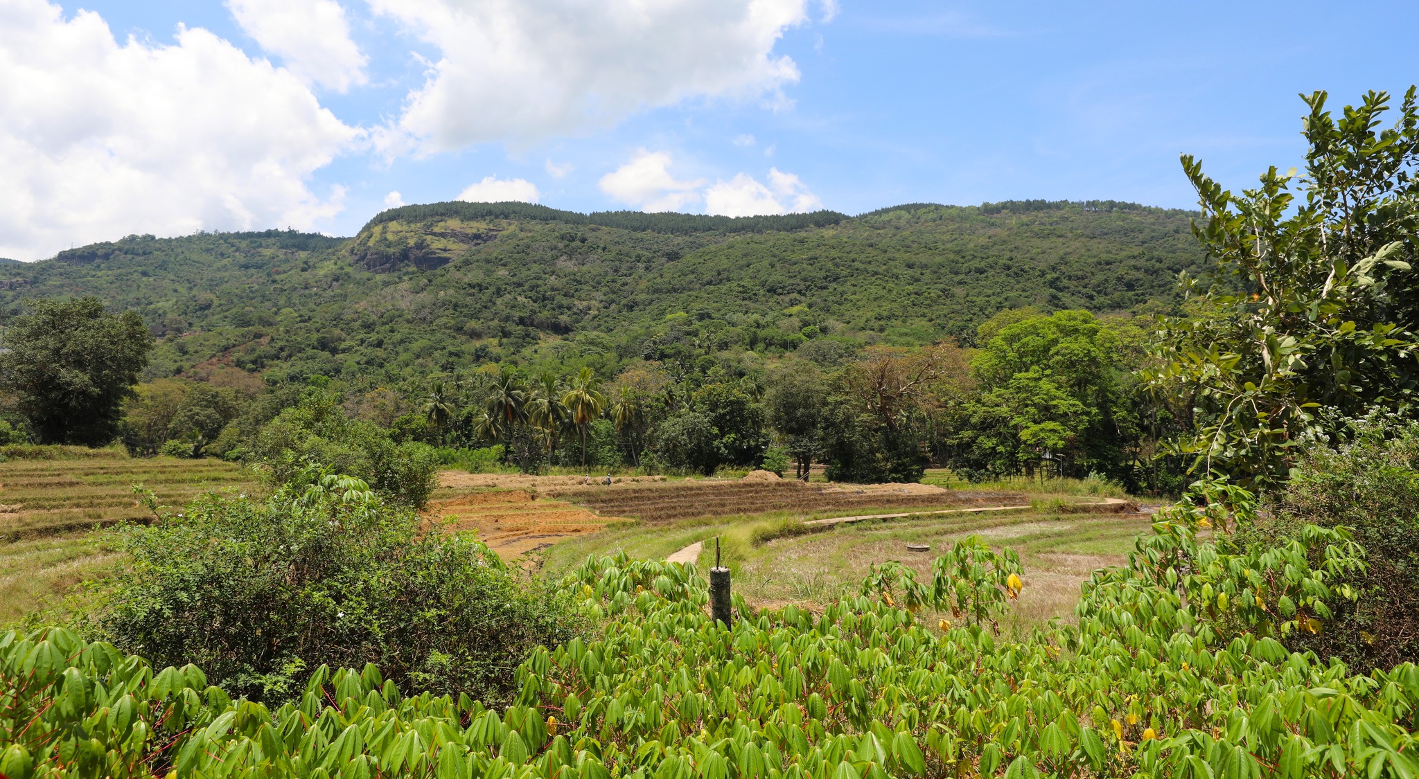 වේඩරුව ග්‍රාමයේ ක්‍රියාත්මක වන විශේෂ වාරිමාර්ග හා  කෘෂිකර්ම ව්‍යාපෘති මධ්‍යම පළාත් ප්‍රධාන ලේකම් අජිත් ප්‍රේමසිංහ මහතාගේ නිරීක්ෂණයට . 